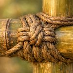 joint supplements without shellfish for vegans