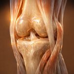 what joints are made of cartilage synovial fluid tendons ligaments