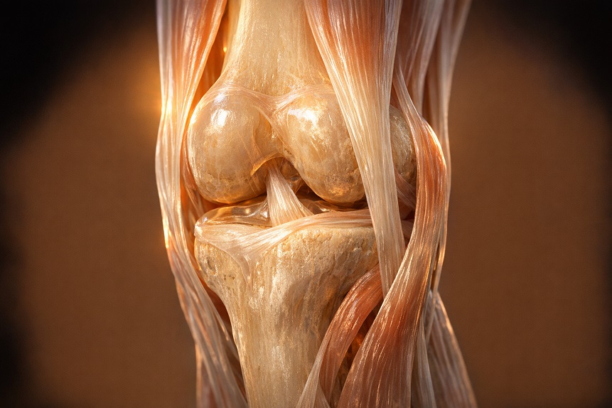 what joints are made of cartilage synovial fluid tendons ligaments