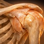 role of collagen in joint health